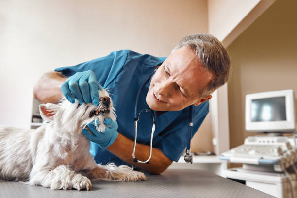 Best Broken or Cracked Tooth Emergency Dentist in Genesee, CO